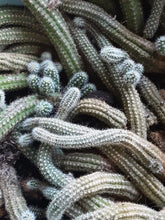 Load image into Gallery viewer, Peanut Cactus w/roots