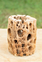 Load image into Gallery viewer, Air Plant in Cholla Wood