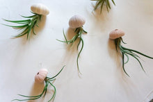 Load image into Gallery viewer, Urchin Threesome