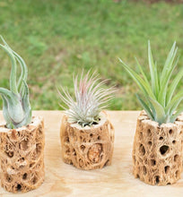 Load image into Gallery viewer, Air Plant in Cholla Wood