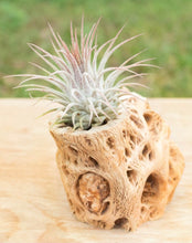 Load image into Gallery viewer, Air Plant in Cholla Wood