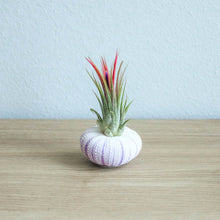 Load image into Gallery viewer, Urchin Threesome