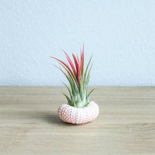 Load image into Gallery viewer, Urchin Threesome