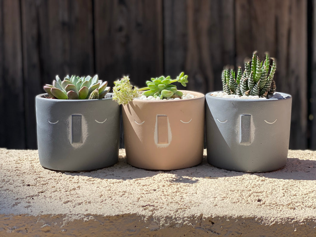 Stone Face Succulents