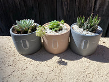 Load image into Gallery viewer, Stone Face Succulents
